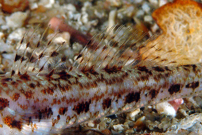 juvenile Gobius geniporus